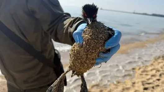 На узбережжі Чорного моря в Одеській області зафіксували забруднення невідомою речовиною