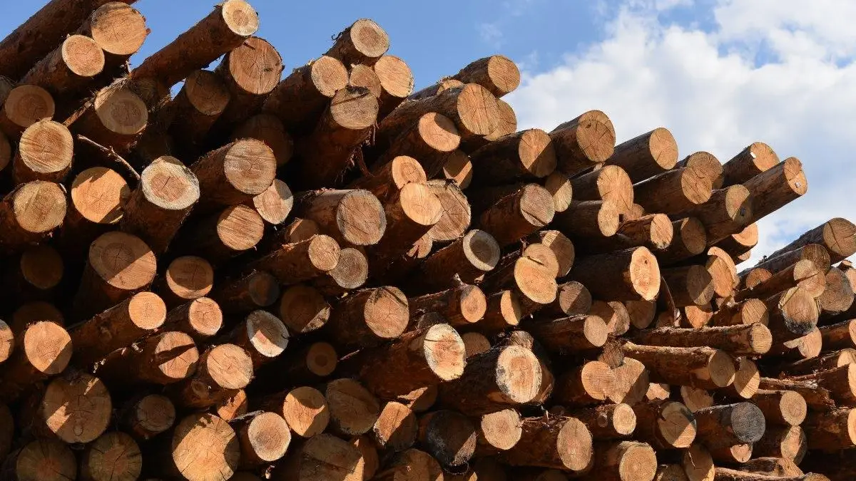 Середньозважена ціна на лісопродукцію зросла на 31% у межах торгів ДП «Ліси України»