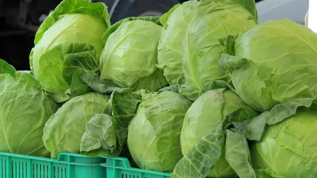Ситуація з продажем ранньої капусти в Україні: ціни та фактори впливу