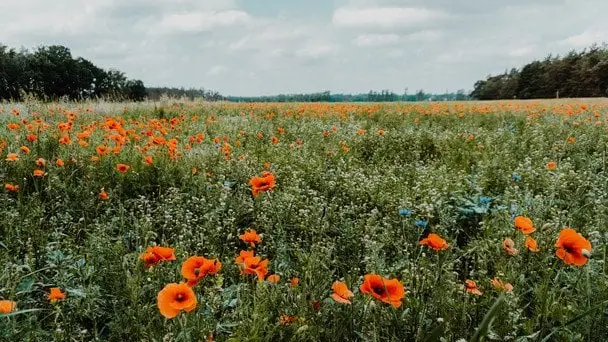 Мінлива погода в Україні: що очікувати на початку червня
