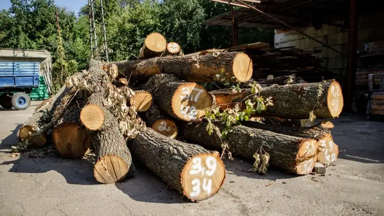 Скандальна тепломережа! У КМДА вирішили, що зроблять зі зрубаними деревами на Теремках