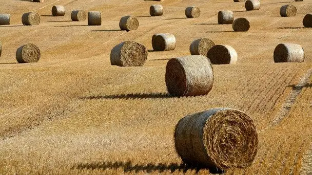 Ціни на землю в Україні: нові рекорди та регіональні особливості