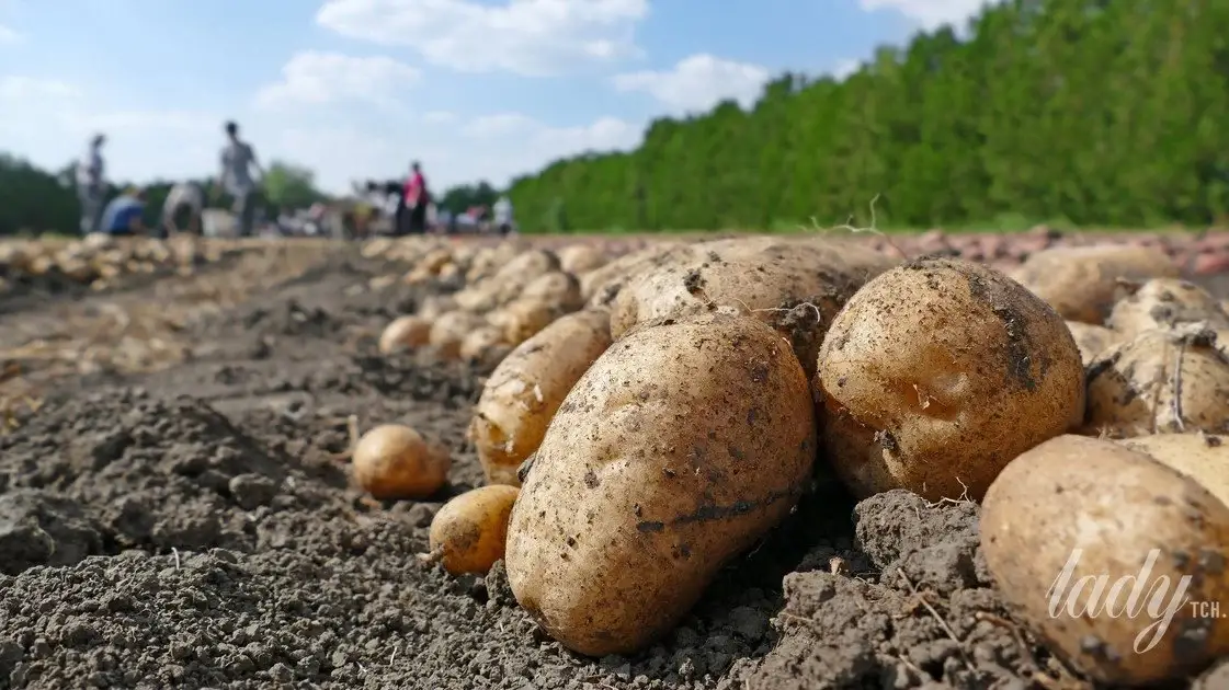 Увага! Картопля в Україні може подорожчати на 40%: урожай постраждав від спеки до +37°C
