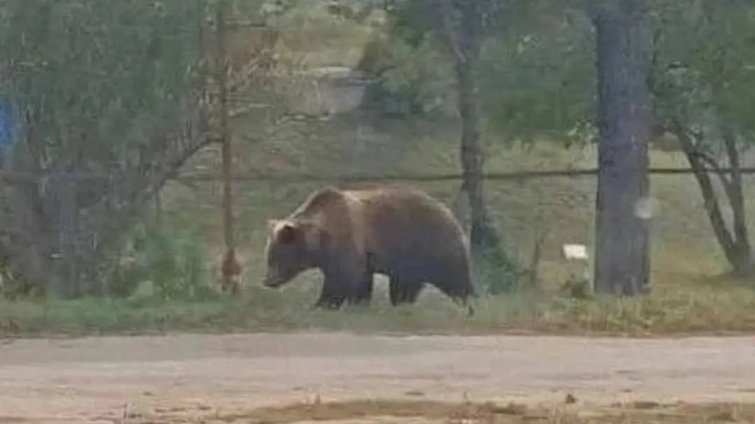 ВІДЕО: Жах у Росії! Ведмеді атакують міста і села: з початку літа загинули вже 17 людей. Це ведмеді з Карпат
