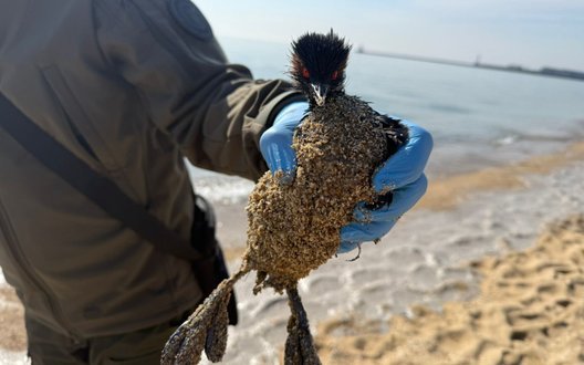 На узбережжі Чорного моря в Одеській області зафіксували забруднення невідомою речовиною