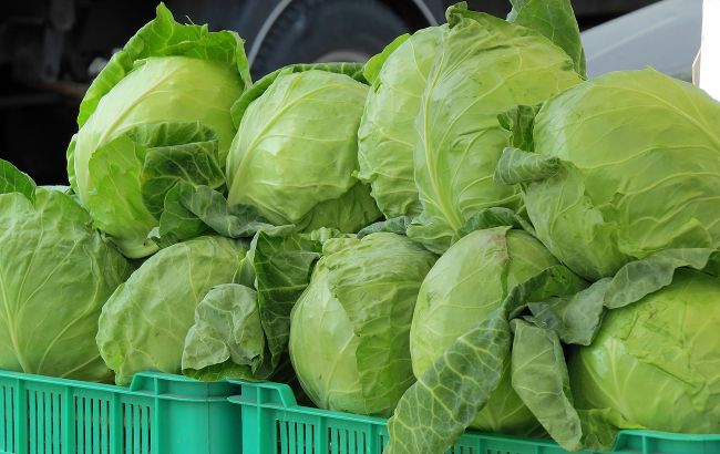 Ситуація з продажем ранньої капусти в Україні: ціни та фактори впливу