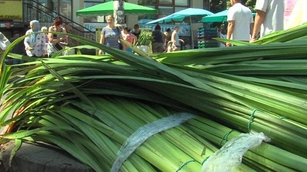 Які гілки не слід приносити у дім на Трійцю