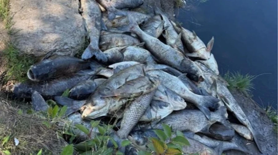 Мор на Київщині! Близько 3 тонн риби загинули: у водойми Борщагівської громади потрапили стічні води