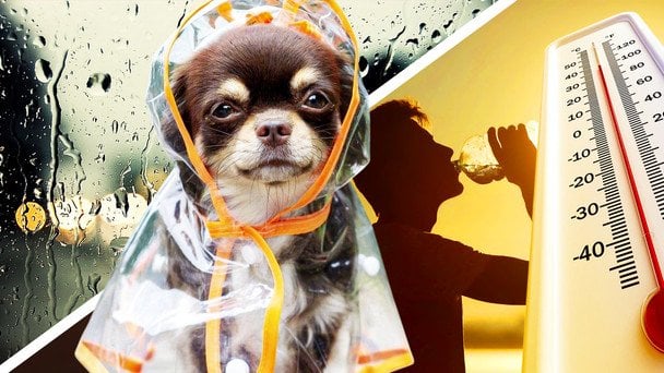 Прогноз погоди на літо 2026: чи варто очікувати аномальної спеки в Україні?