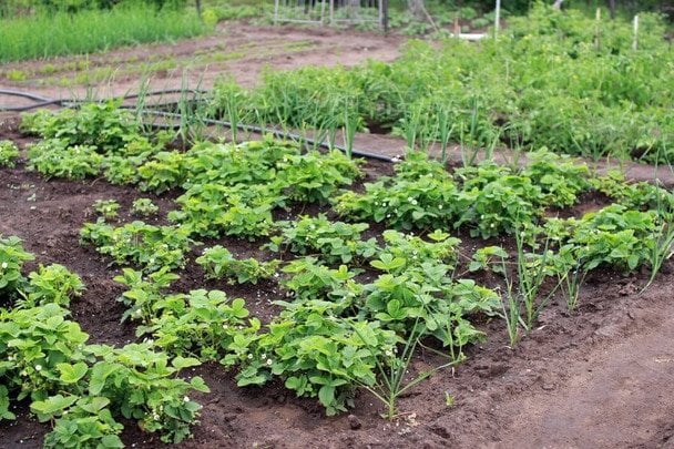 Термінові посадки на городі: що варто вкласти до кінця травня