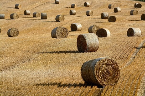 Ціни на землю в Україні: нові рекорди та регіональні особливості