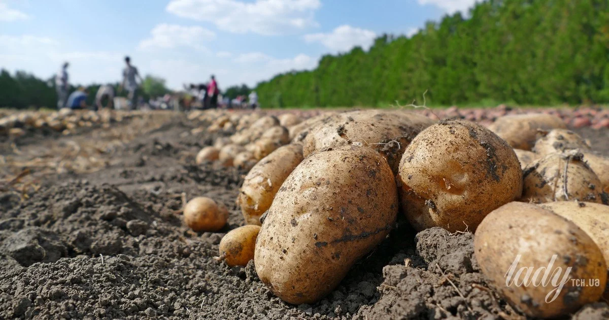 Увага! Картопля в Україні може подорожчати на 40%: урожай постраждав від спеки до +37°C