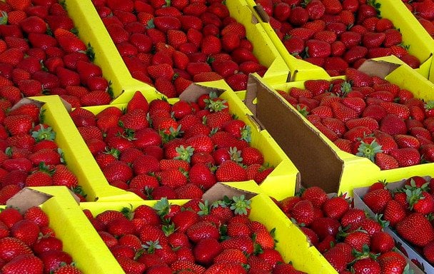 Заробітки українців на плантаціях полуниці в Польщі: унікальні пропозиції цього сезону